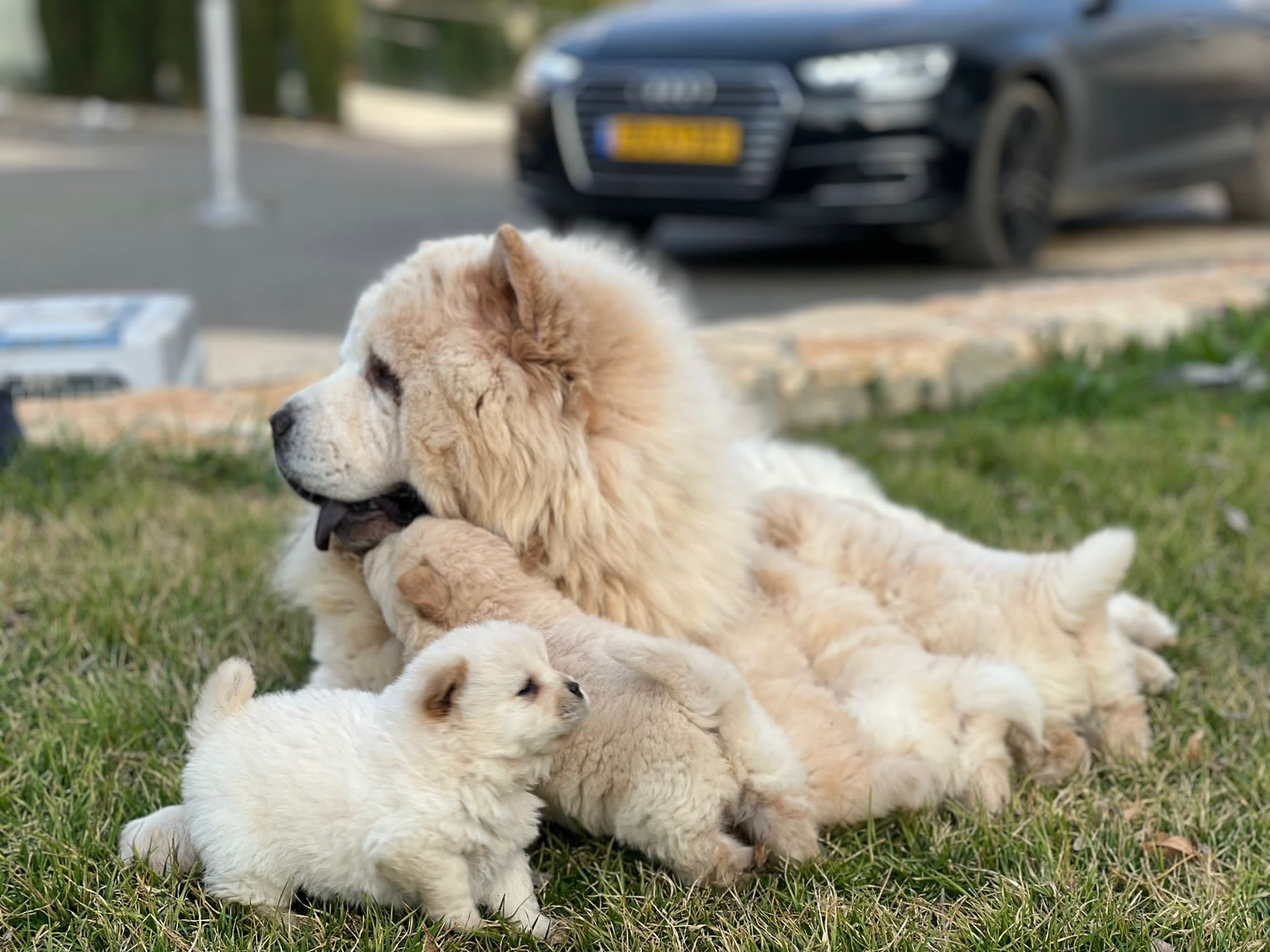 תמונה 2 ,כלבים צ`או צ`או   דובי למכירה בחיפה 