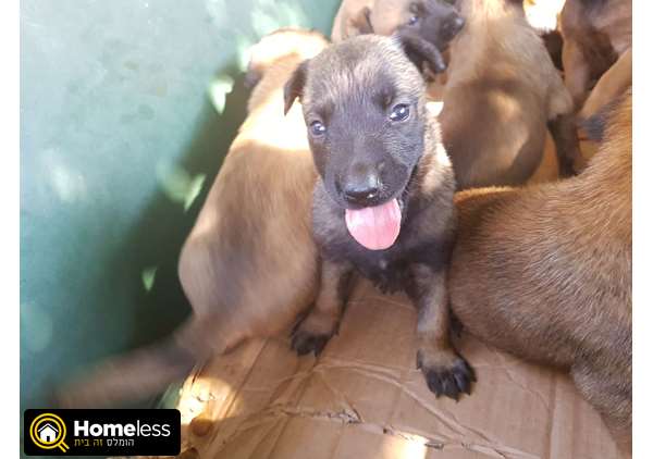 תמונה 3 ,כלבים זאב בלגי   מילנאווה למכירה בנטעים