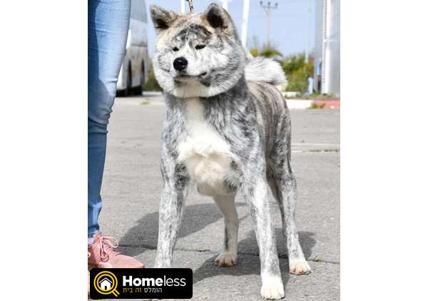 תמונה 1 ,כלבים אקיטה יפני   אקיטה אינו סילבר ברינדל למכירה בקרית גת
