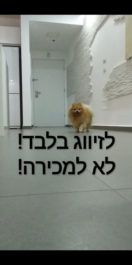 תמונה 1 ,כלבים פומרניאן   זכר לזיווג\שידוך לשידוך בחיפה