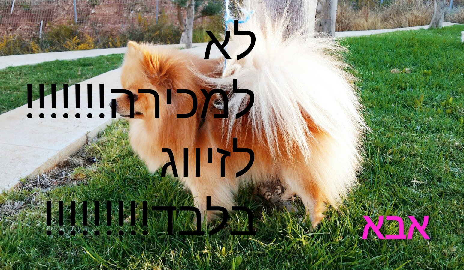תמונה 2 ,כלבים פומרניאן   זכר לזיווג\שידוך לשידוך בחיפה