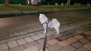 כלבים פומרניאן רחובות והסביבה 