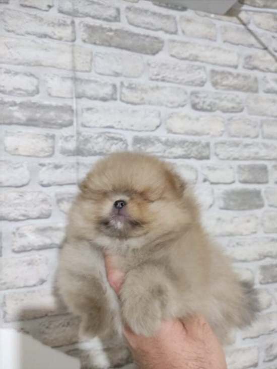 תמונה 1 ,כלבים פומרניאן   טדי למכירה בנתיבות