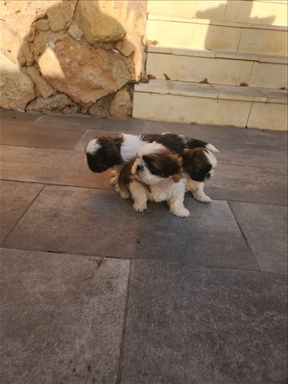 תמונה 2 ,כלבים שי צו    למכירה ב