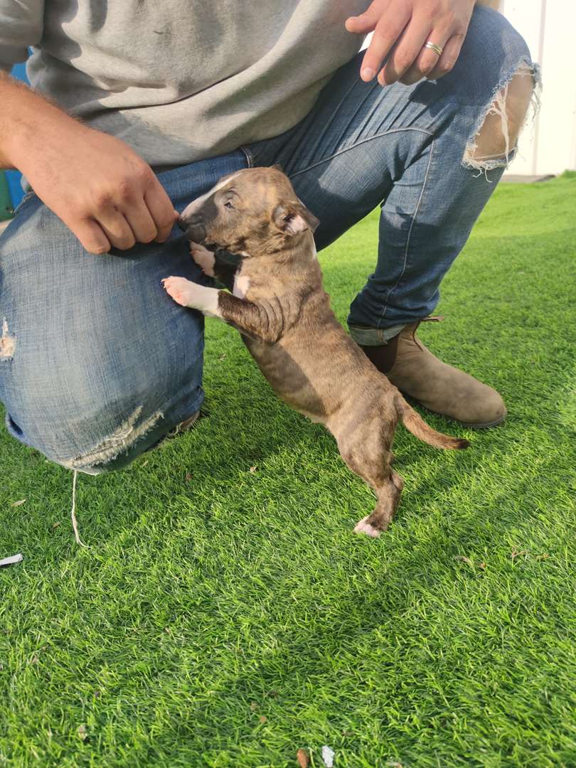 תמונה 4 ,כלבים בול טרייר ננסי   אולגה למכירה בחיפה
