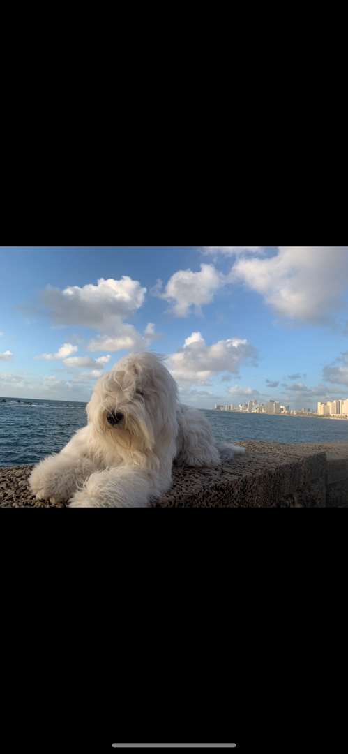 תמונה 2 ,כלבים בוב טייל - צאן אנגלי עתיק   פנדה למכירה בתל אביב