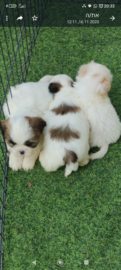 תמונה 3 ,כלבים שי צו   שיצו למכירה בתל אביב