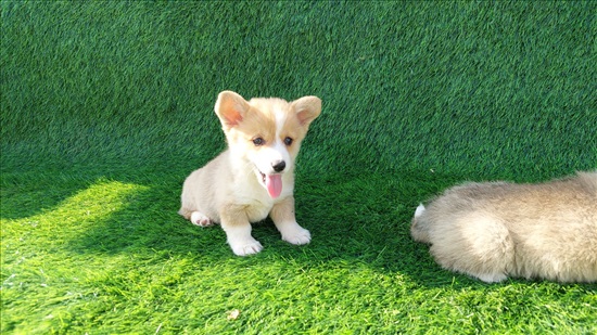 תמונה 1 ,כלבים וולש קורגי פמברוק   קורגי למכירה בבאר טוביה