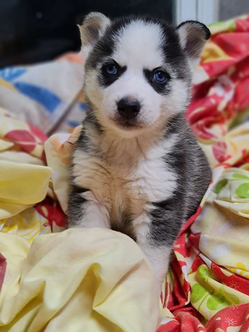תמונה 1 ,כלבים האסקי סיביר   האסקי סיבירי למכירה בחיפה