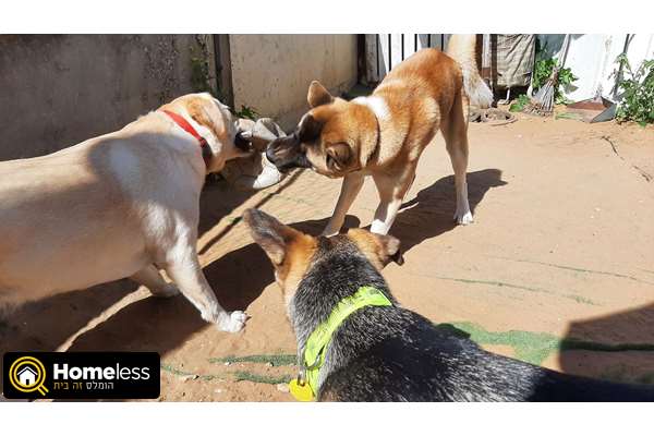 תמונה 2 ,כלבים אקיטה יפני   אקיטה למכירה בפרדס חנה-כרכור