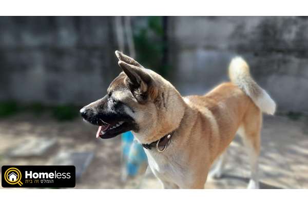 תמונה 3 ,כלבים אקיטה יפני   אקיטה למכירה בפרדס חנה-כרכור