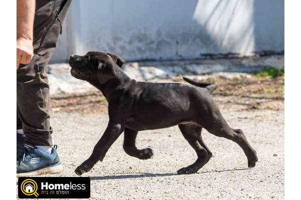 תמונה 4 ,כלבים קאנה קורסו   גורי קנה קורסו למכירה בניר צבי