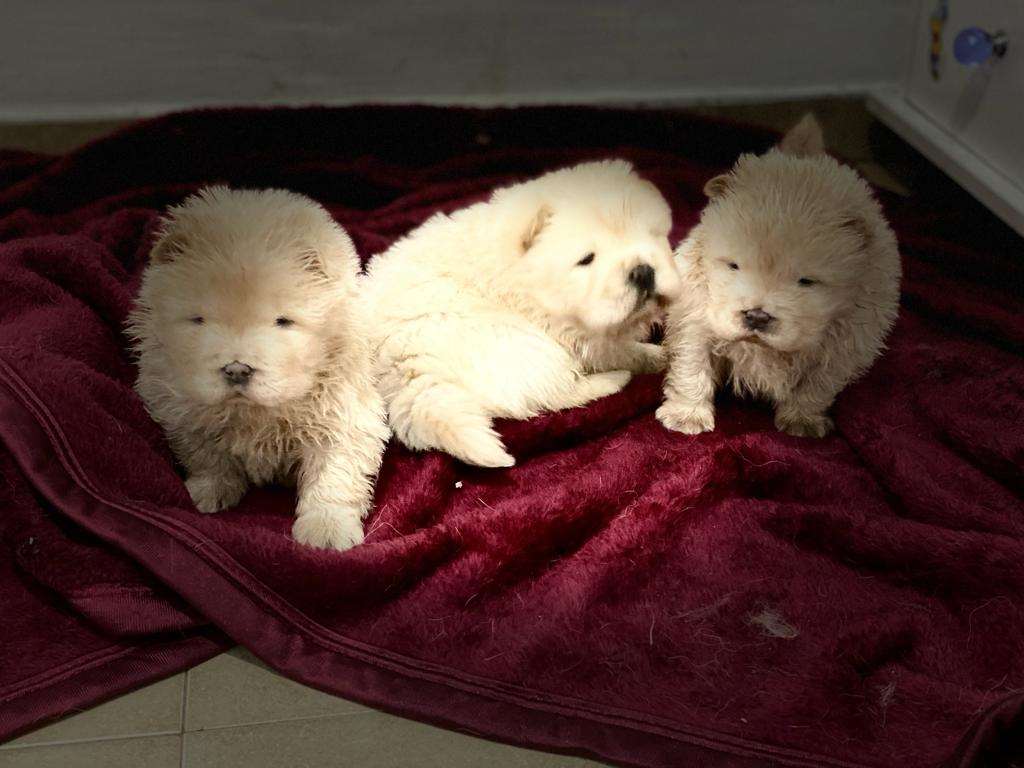 תמונה 2 ,כלבים צ`או צ`או   אין שם למכירה בטבריה 
