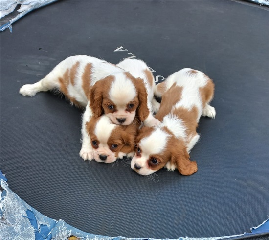תמונה 2 ,כלבים קבליר קינג צארלס ספנייל   קינג צאלרס קבליר למכירה באשקלון
