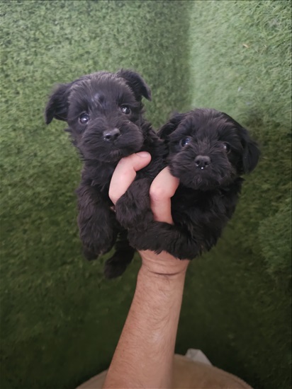 תמונה 1 ,כלבים פודל   גורי יורקפו למכירה בעכו