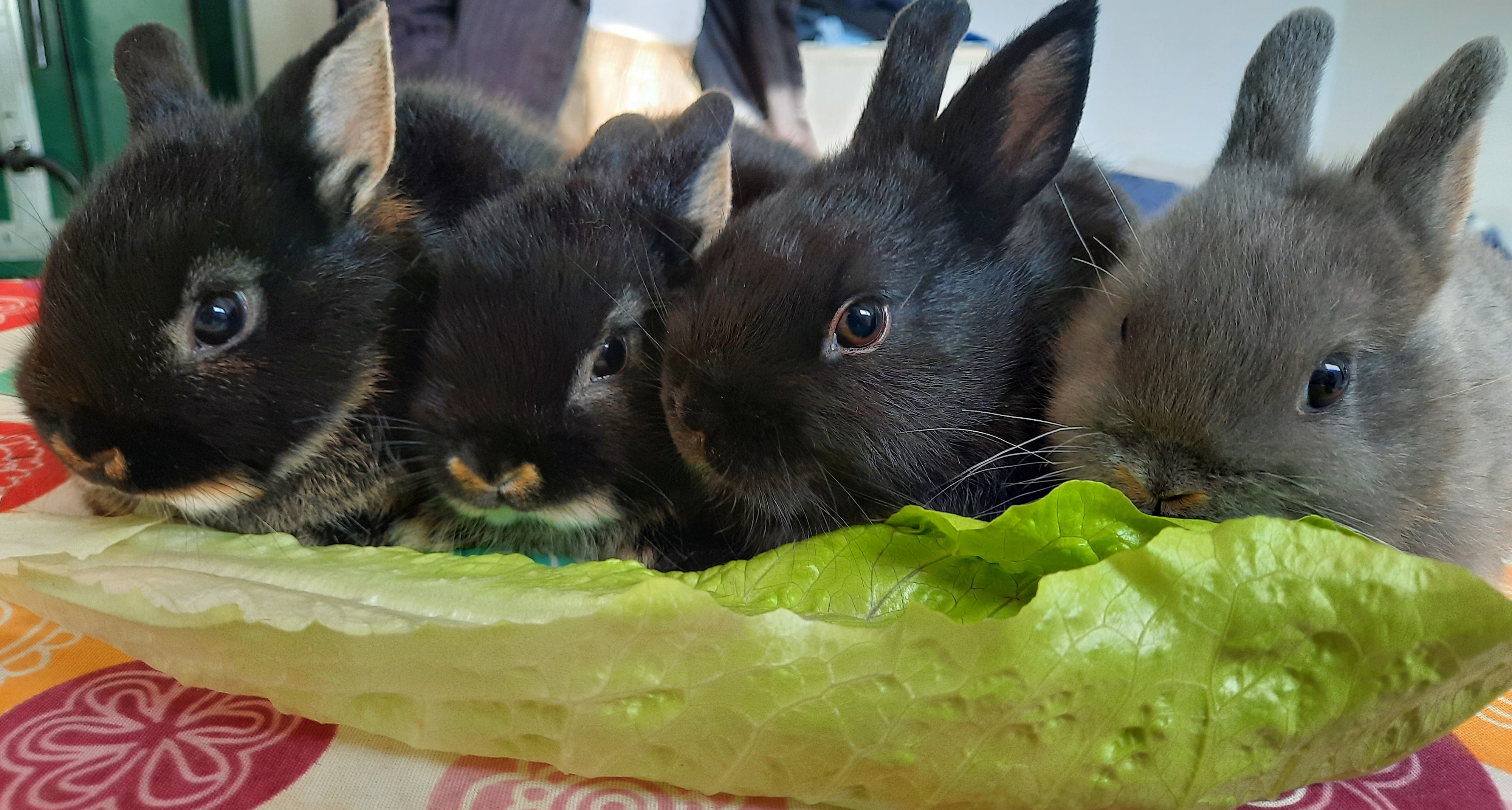 תמונה 1 ,מכרסמים ארנבות   🐇גורים ננסי הולנדים למכירה בקריית מלאכי