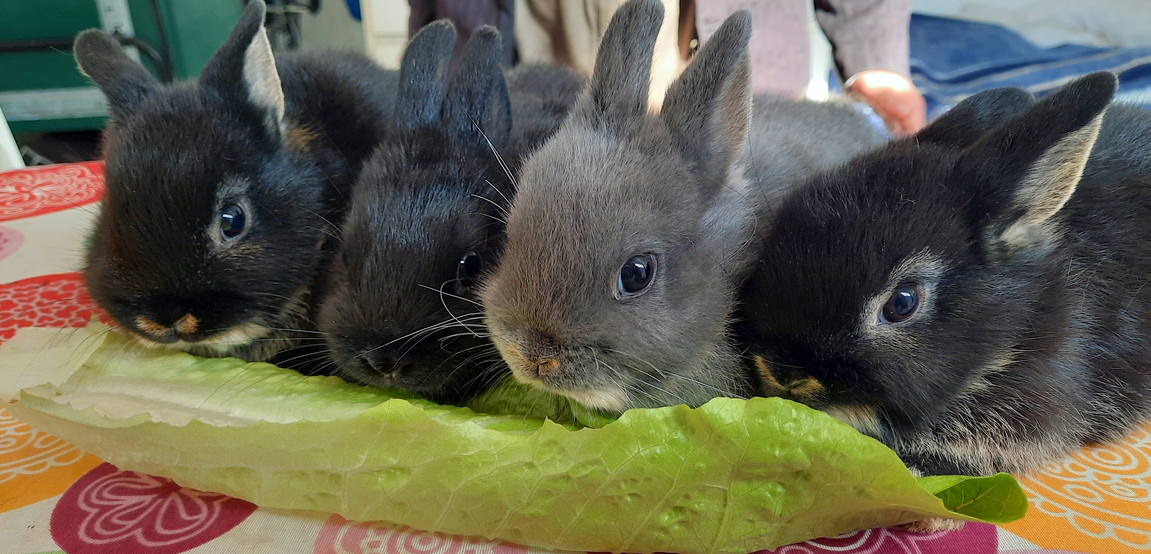 תמונה 2 ,מכרסמים ארנבות   🐇גורים ננסי הולנדים למכירה בקריית מלאכי