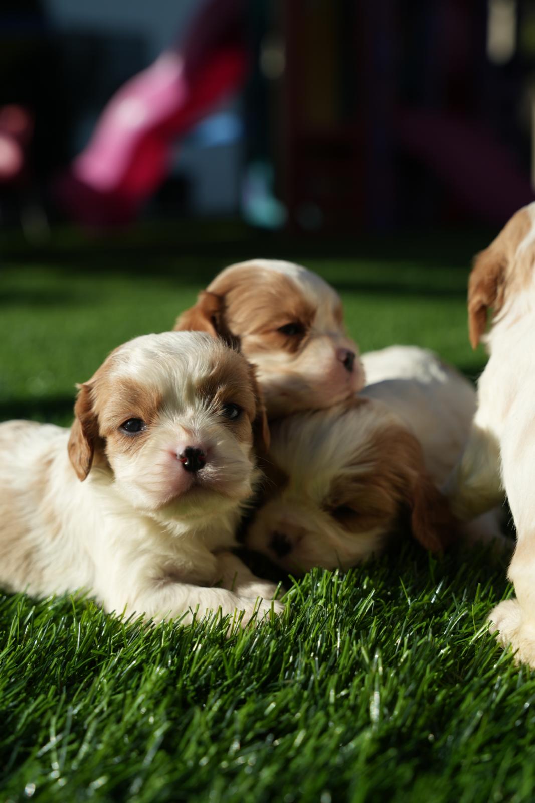תמונה 1 ,כלבים קבליר קינג צארלס ספנייל   קינג למכירה בצפת