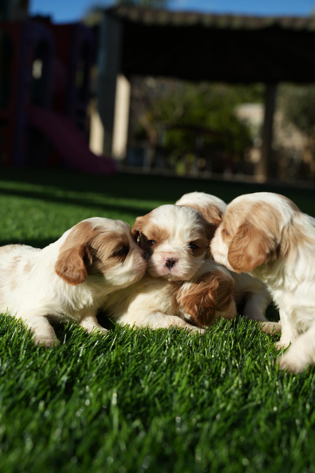 תמונה 2 ,כלבים קבליר קינג צארלס ספנייל   קינג למכירה בצפת