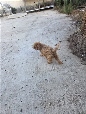 כלבים פודל טוי  
