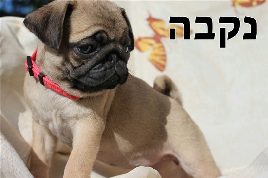 פאג סיני כלבים - פאג