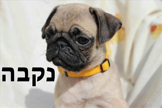 פאג סיני כלבים - פאג