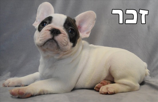 בולדוג צרפתי כלבים - בולדוג צרפתי