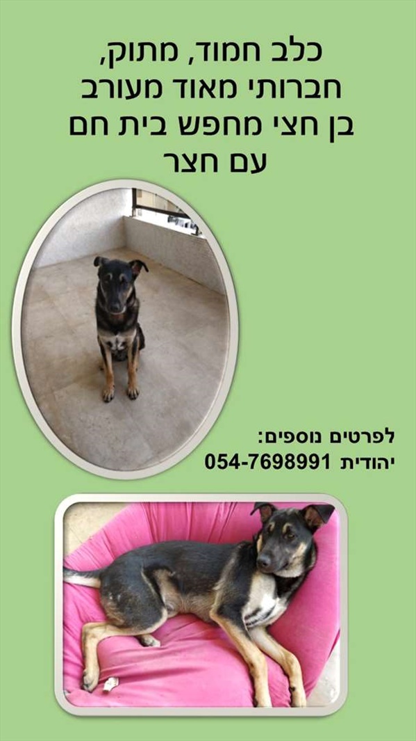 תמונה 1 ,כלבים מעורב   בובי למסירה בתל אביב