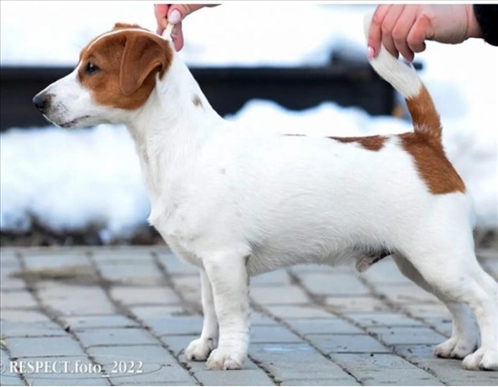 תמונה 2 ,כלבים גק ראסל טרייר   הלון למכירה בעתלית