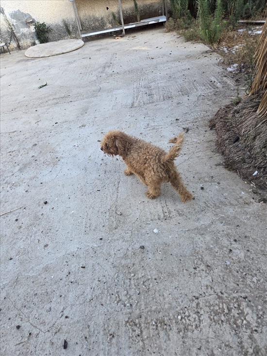 תמונה 1 ,כלבים פודל טוי   פודלית טוי בת שנתיים  למכירה בכפר יונה