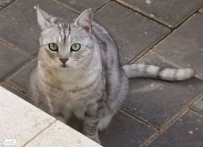 תמונה 2 ,חתולים אחר   ספיריט למסירה בפרדס חנה-כרכור
