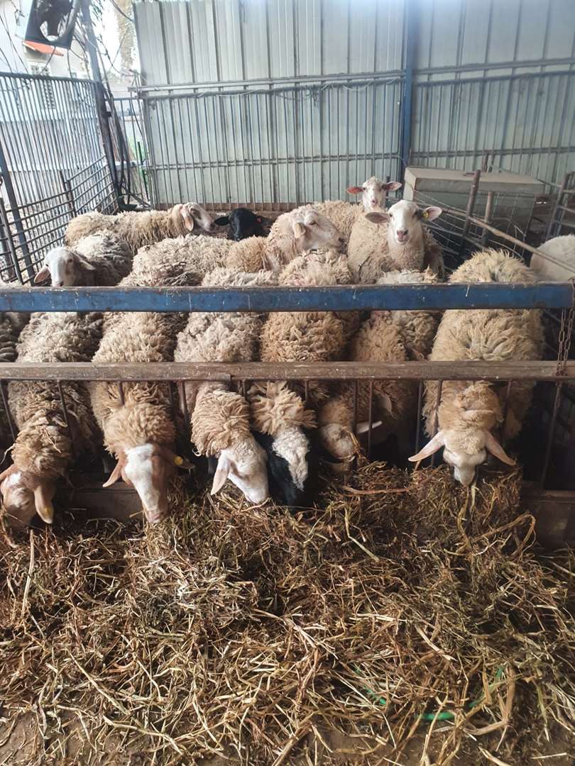 תמונה 1 ,חיות משק כבשים   כבשה למכירה בכפר טרומן