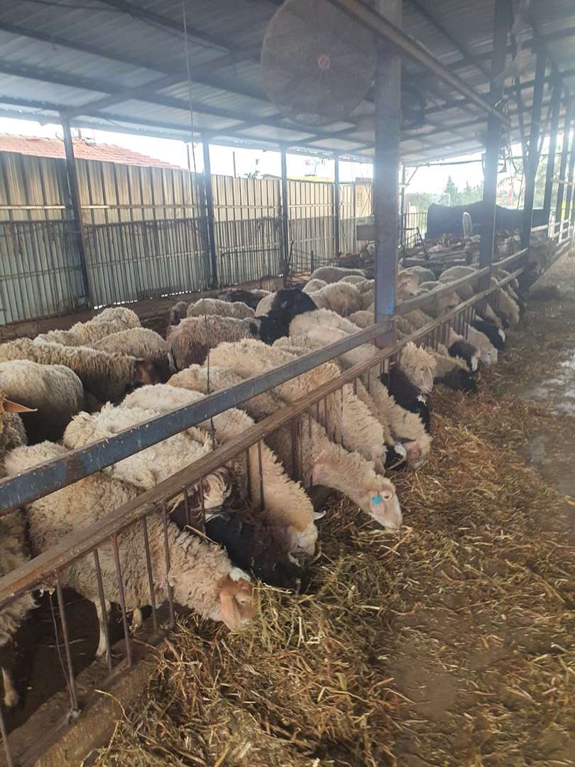 תמונה 2 ,חיות משק כבשים   כבשה למכירה בכפר טרומן