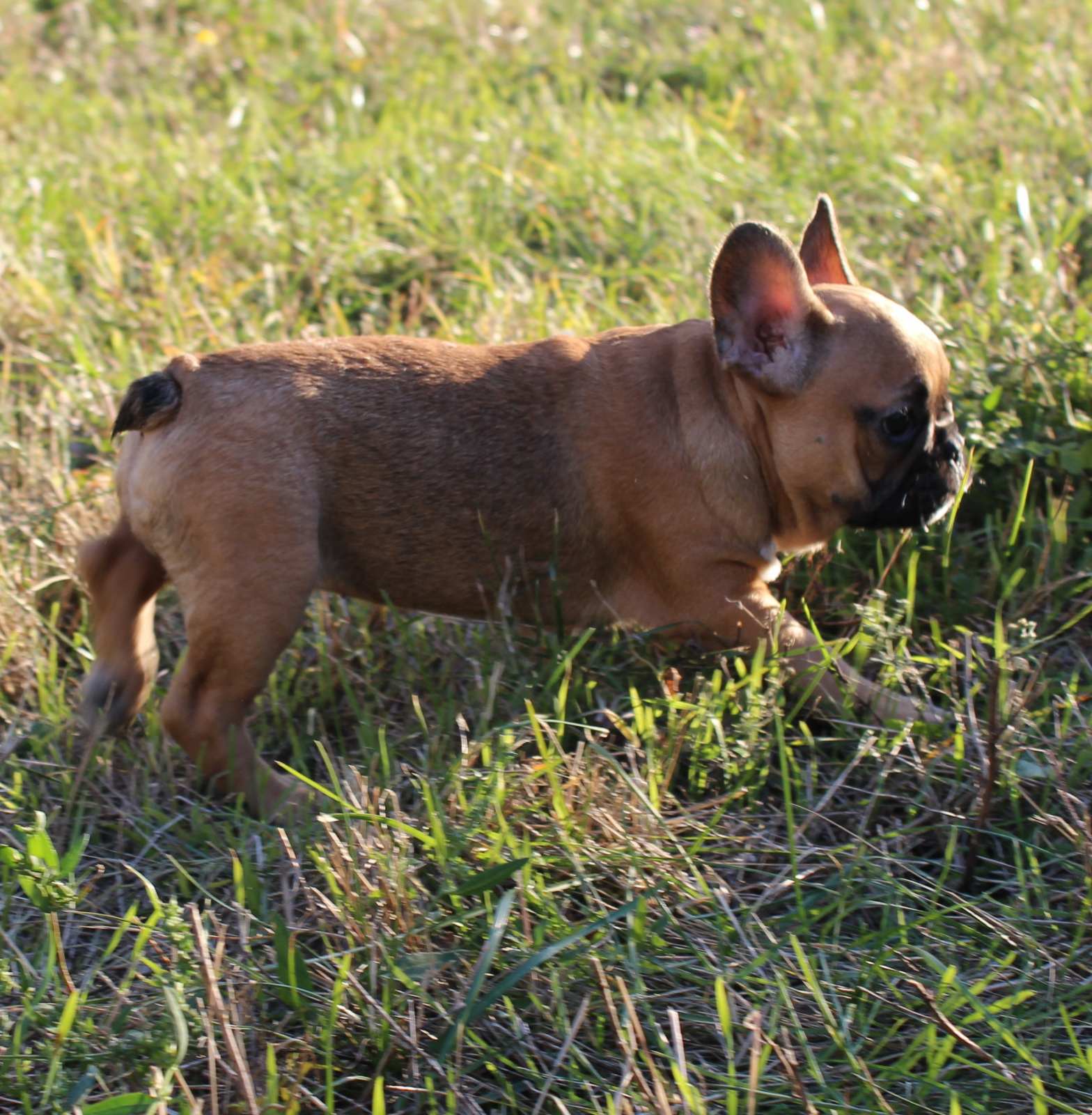 תמונה 2 ,כלבים בולדוג צרפתי   בולדוג צרפתי למכירה במודיעין-מכבים-רעות