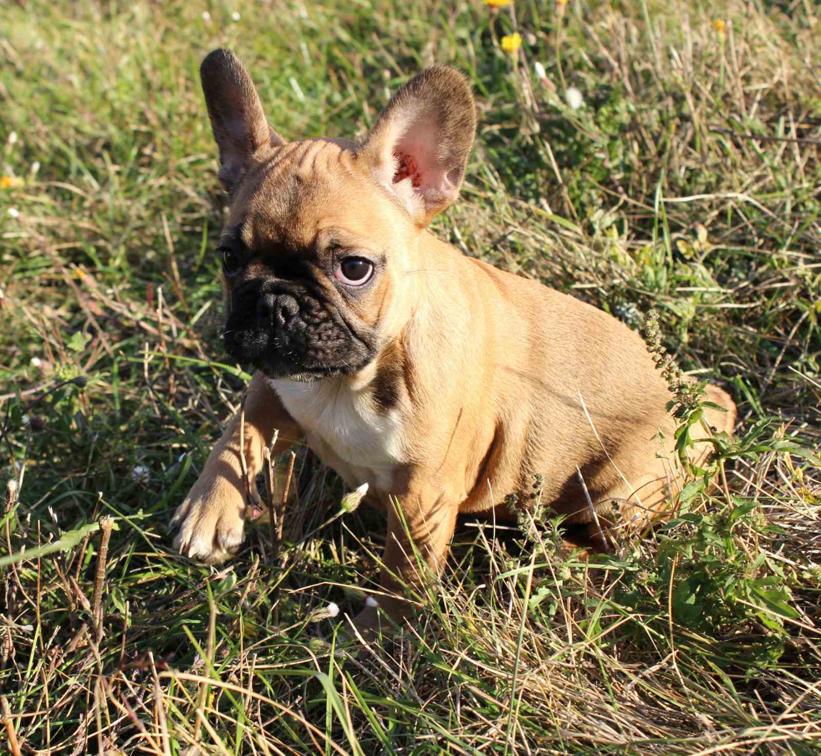 תמונה 4 ,כלבים בולדוג צרפתי   בולדוג צרפתי למכירה במודיעין-מכבים-רעות