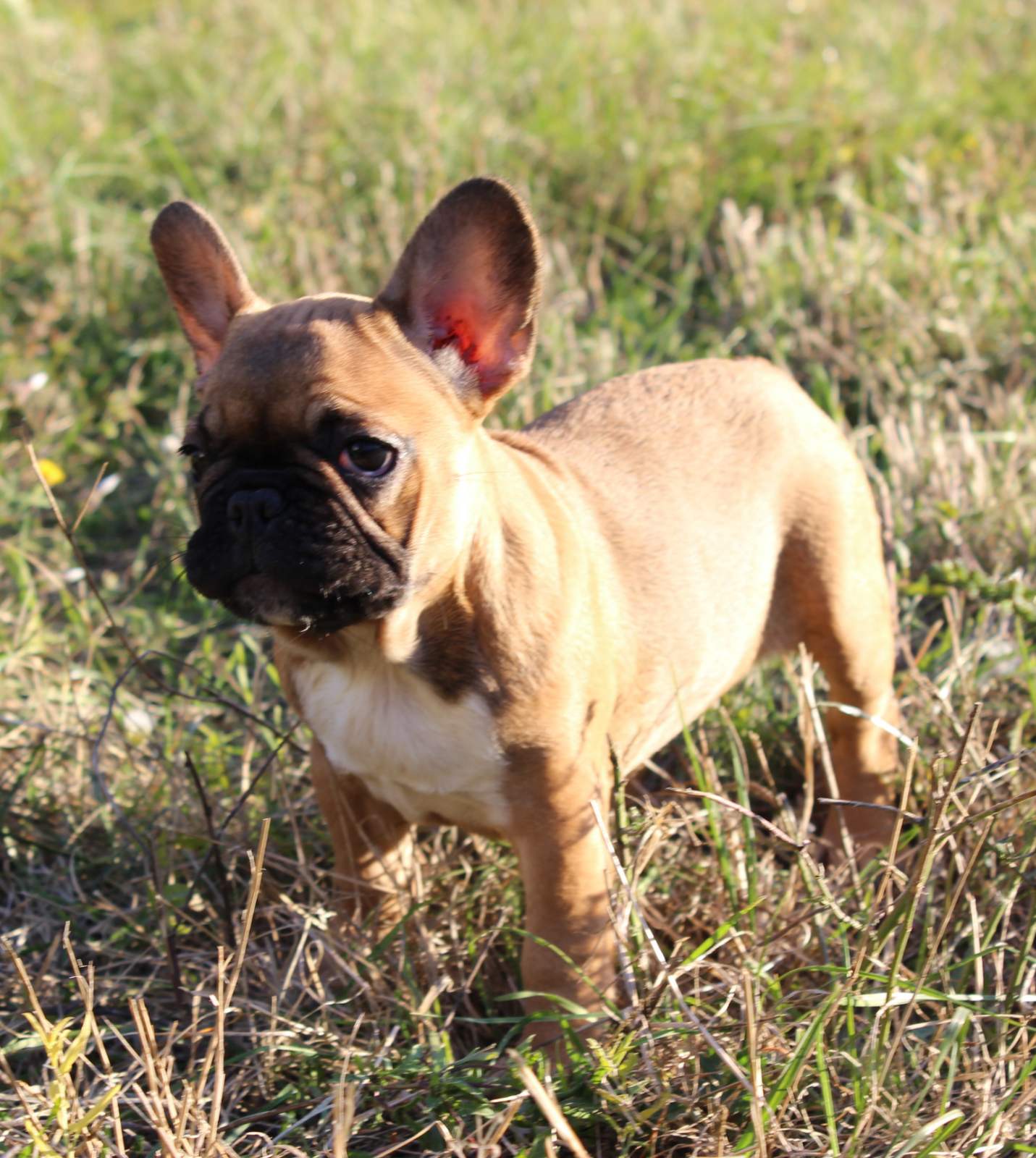 תמונה 5 ,כלבים בולדוג צרפתי   בולדוג צרפתי למכירה במודיעין-מכבים-רעות