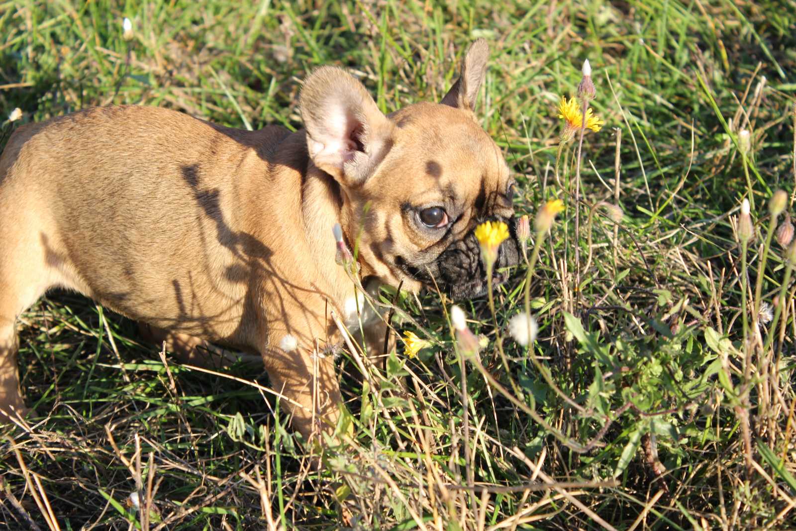 תמונה 6 ,כלבים בולדוג צרפתי   בולדוג צרפתי למכירה במודיעין-מכבים-רעות