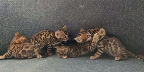 תמונה 3 ,חתולים בנגלי   חתול בנגלי למכירה בנהריה