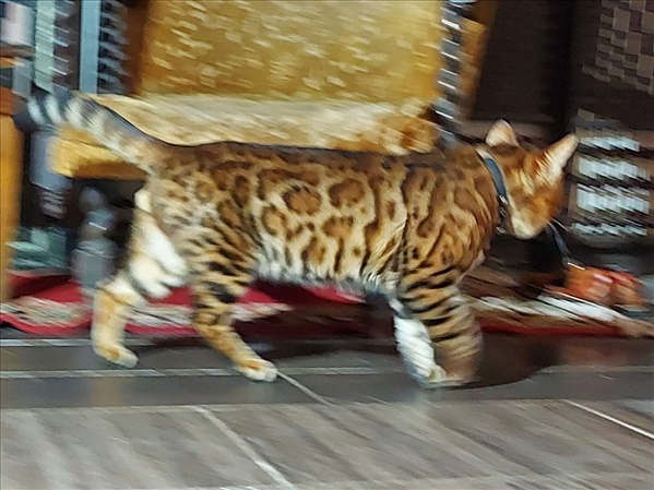 תמונה 2 ,חתולים בנגלי   חתול בנגלי למכירה בנהריה