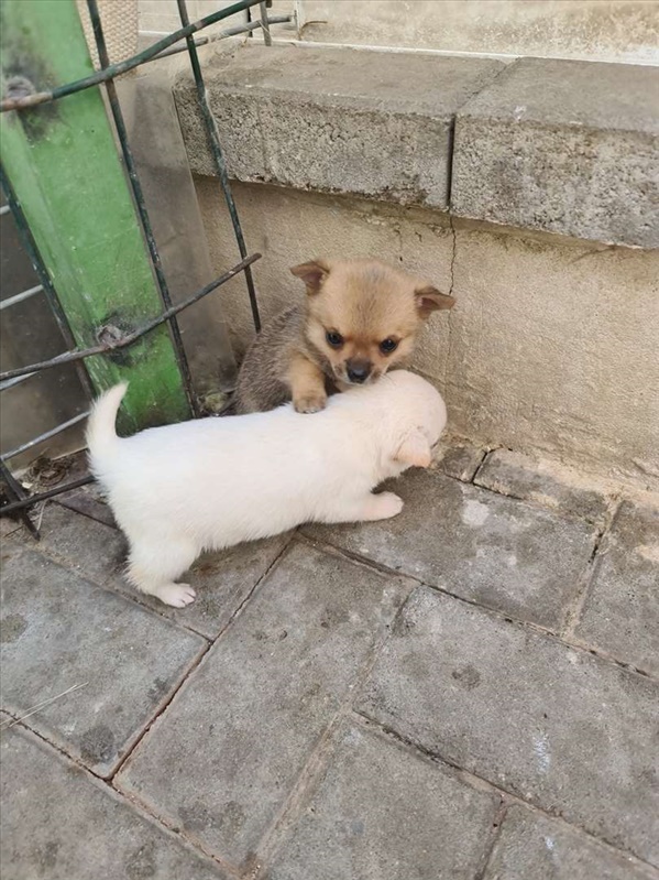 תמונה 1 ,כלבים צ`יוואווה   צ׳יוואווה למכירה בראשון לציון