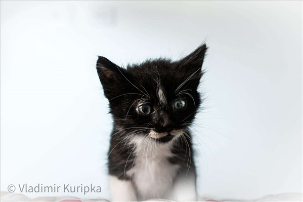 תמונה 1 ,חתולים אחר   גור שחור לבן מקסים לאימוץ בחולון
