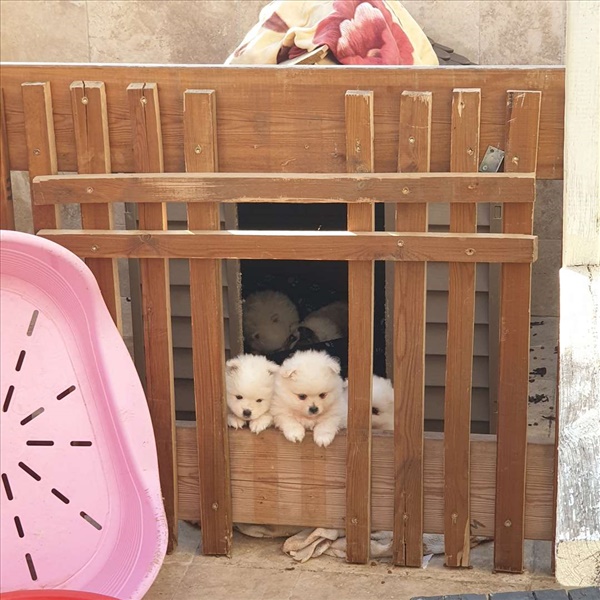 תמונה 1 ,כלבים פומרניאן   ליוו למכירה במרום גולן