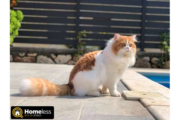 תמונה 2 ,חתולים Scotish Fold   סקוטיש היילנד לשידוך בתל אביב