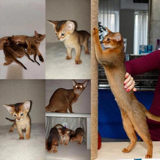 תמונה 1 ,חתולים אביסיני   סן ברנרד למכירה בתל אביב