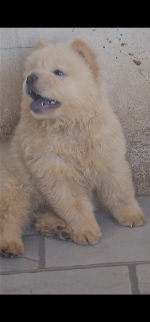 תמונה 1 ,כלבים צ`או צ`או   גורים צ'או צ'או לבנים שלג שמנת למכירה בנתניה