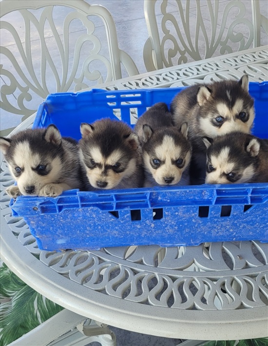 תמונה 1 ,כלבים האסקי סיביר   האסקי סיבירי  למכירה בקרית גת