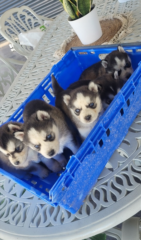 תמונה 2 ,כלבים האסקי סיביר   האסקי סיבירי  למכירה בקרית גת