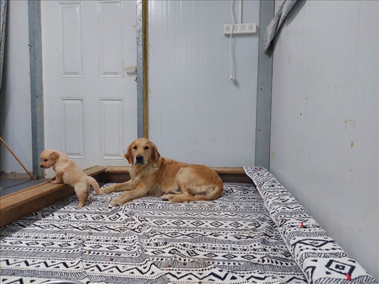 תמונה 2 ,כלבים גולדן רטריבר   גולדן למכירה בבאר טוביה