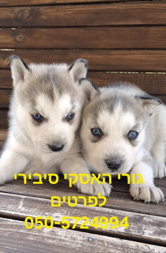 תמונה 2 ,כלבים האסקי סיביר   האסקי סיבירי  למכירה בקרית גת