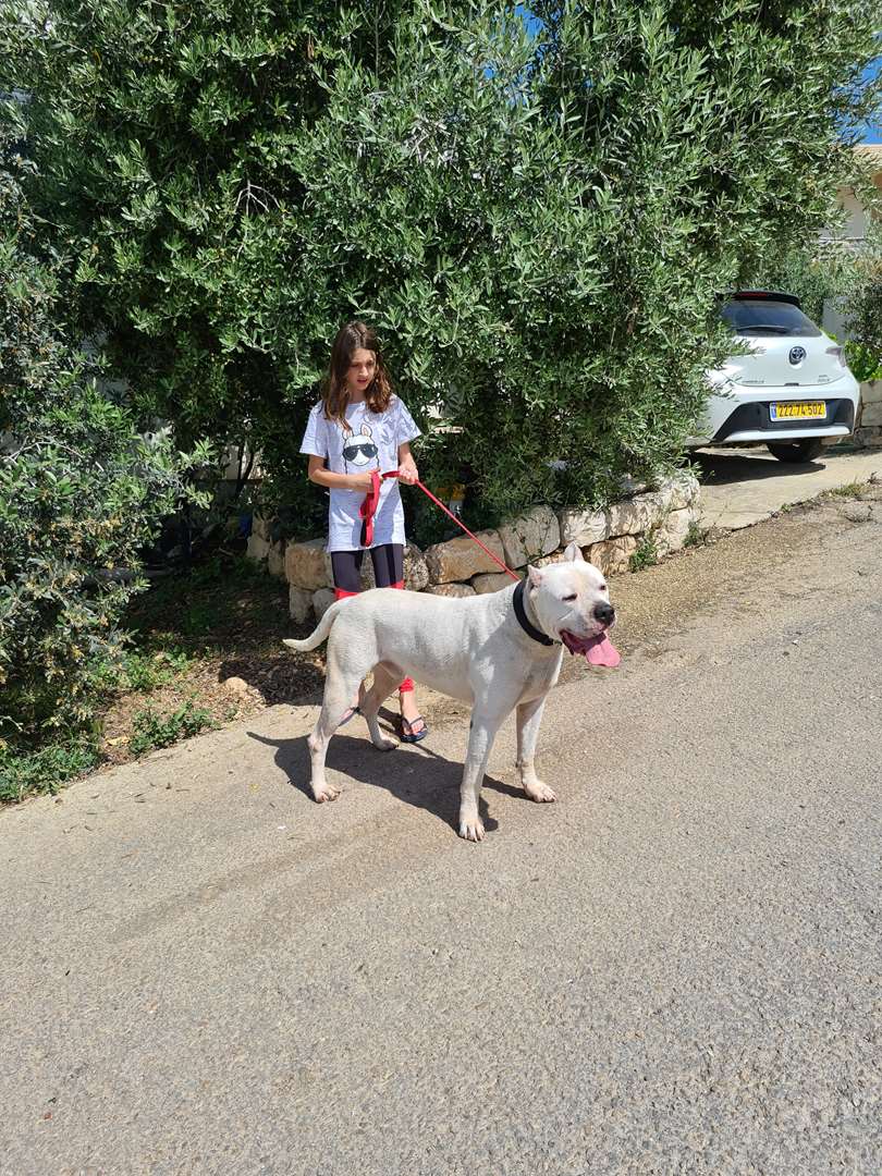 תמונה 3 ,כלבים אחר   דוגו למכירה בדאלית אל-כרמל